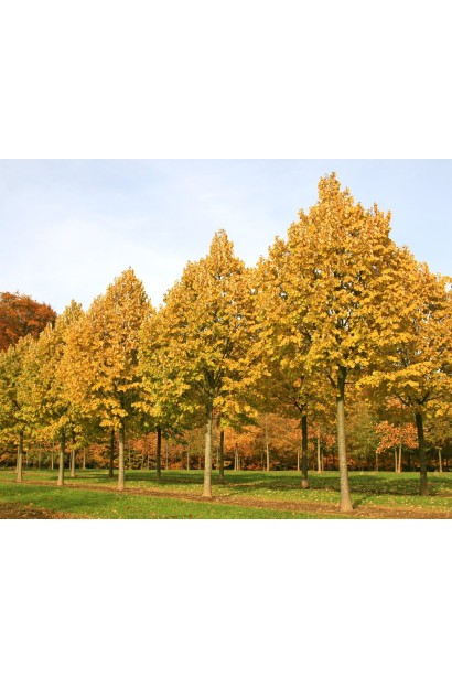 Липа срібляста Брабант яскраво-жовтого кольору восени